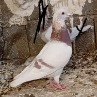 سرور شامی پیازی کرم جفتی