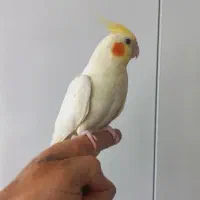 لوتینوماده فول دست آموز