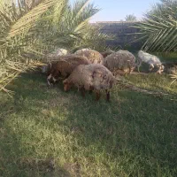 سلام پنچ میش و یه دونه قوچ