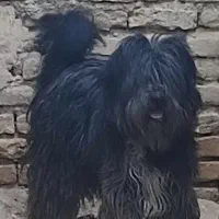 سگ لاس ریشی(بُراق)