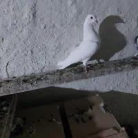 نروماده پرشی|پرنده|نیر (اردبیل), |دیوار