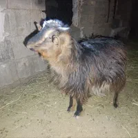 یک عدد بزغاله ماده قیمت عالی سالم محلی