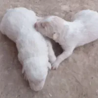 واگذاری یک جفت توله نر از ماده کژال معروف نصل دار|سگ|کرمانشاه, |دیوار