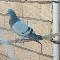 کبوتر پلاکی