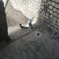 کفتر پلاکی