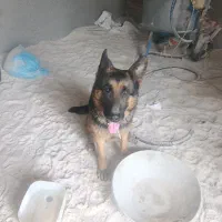 سگ ژرمن پیدا شده|حیوانات|سهند, |دیوار