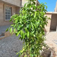 فروش دوطبقه صفر کلید نخورده زرقان محله شهریار|فروش خانه و ویلا|زرقان, |دیوار