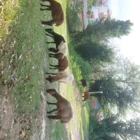 بره گوسفند