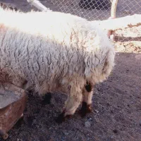 گوسفندوقوچ