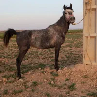 مادیون ترکی