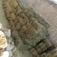 یونجه و شبدر