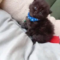 پرشین مشکی|گربه|مشهد, پایگاه شکاری|دیوار