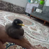 جوجه مینا  بامزه
