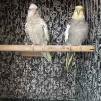 عروس هلندی|پرنده|آران و بیدگل, |دیوار