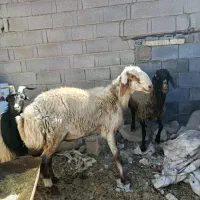 کاوه غوچ|حیوانات مزرعه|سورنا, |دیوار