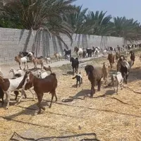 بز ومیش پازن دوکهره وبهره|حیوانات مزرعه|شیراز, کوی طلاب|دیوار