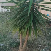 یوکا|گل و گیاه طبیعی|سنگر, |دیوار