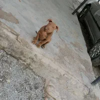 توله پیتبول نر