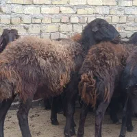 گوسفندو میش.قزل افشار شیشک دودندان و تخلی ب شرط|حیوانات مزرعه|محمدیه-قزوین, |دیوار