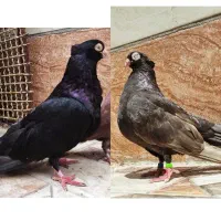 نر کوزوو ماده قهوه ای زاغ صرب