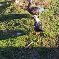 اردک و بوقلمون|حیوانات مزرعه|پره‌سر, |دیوار