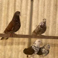 ۴ عدد کبوتر پرشی خوش خال