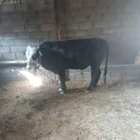 فروش گاو|حیوانات مزرعه|کوهدشت, |دیوار
