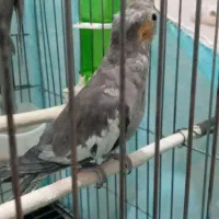 عروس هلندی ۵۵۰|پرنده|پاکدشت, شهرک امام رضا|دیوار