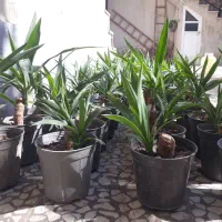 گل یوکا|گل و گیاه طبیعی|رشت, سیا اسطلخ|دیوار