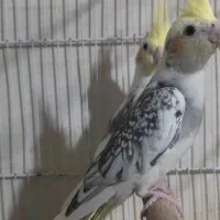 جوجه عروس هلندی نر