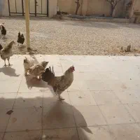 خروس نژاد دار میناتوری