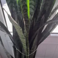 اجاره یک واحد مسکونی