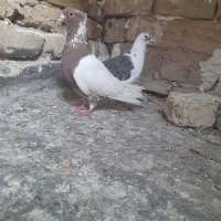 کبوترخوب|پرنده|مشهد, بلال|دیوار