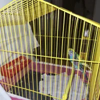 مرغ عشق نرو ماده