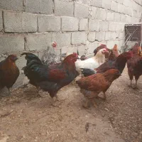 مرغ و خروس محلی رسمی