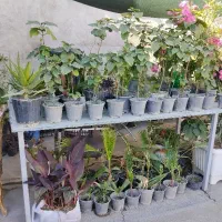 فروش انواع گیاهان آپارتمانی و فضای باز