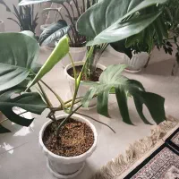 گل خانگی|گل و گیاه طبیعی|بروجرد, |دیوار