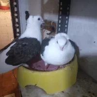 کبوتر پروانه‌ای