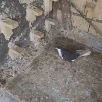 سینه ای   سیدی  طوقی|پرنده|شوشتر, |دیوار