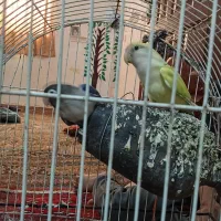 طوطی کوتوله