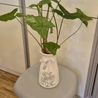 گلدان دکوری سرامیک حاوی قلمه ئ گیاه سینگینیوم|گل و گیاه طبیعی|تهران, نارمک|دیوار