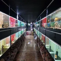 آروانا چانا دیسکس گوپی گلدفیش اسکار اسکات گیاه