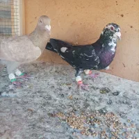 کبوتر هفت رنگ ، سیاهپوش،دم سفید ،زرد بتو نروماده،