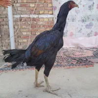 مروغ لاری نداشتن جا بفروش میرسد