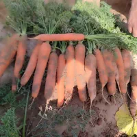 خریدار هویج بصورت خشکه و سرپا