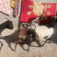 اسب معاوضه با بز|حیوانات مزرعه|کوهمره, |دیوار