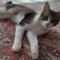 واگذاری گربه رایگان