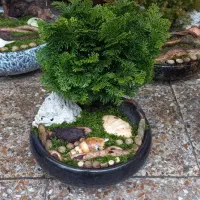 بن سای کاج نانا|گل و گیاه طبیعی|تهران, فدک|دیوار