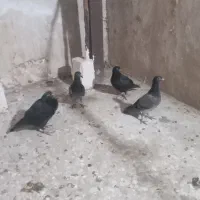 ۶عدد کبوتر پلاکی