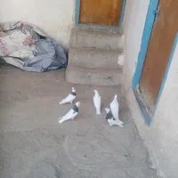 کبوتر جوانه|پرنده|بیستون, |دیوار